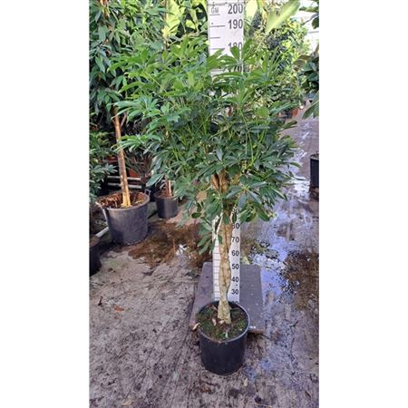 Schefflera Compacta Twisted Stem