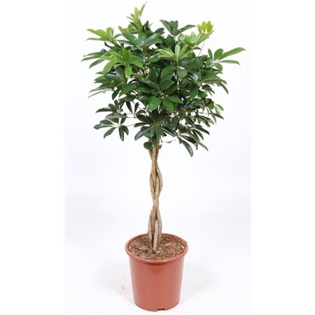 Schefflera Compacta Twisted Stem