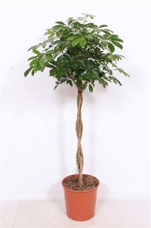 Schefflera Compacta Twisted Stem