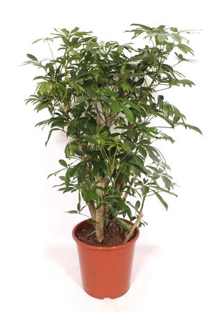 Schefflera Compacta Bush