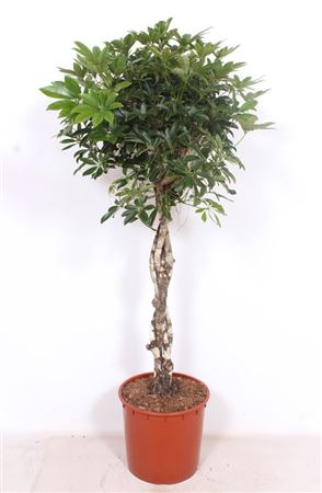 Schefflera Compacta Twisted Stem