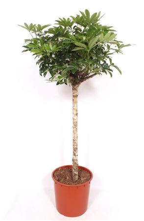 Schefflera Compacta On Stem
