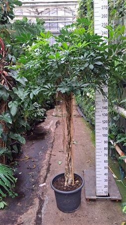 Schefflera Compacta Twisted Stem