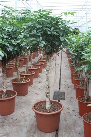 Schefflera Compacta On Stem