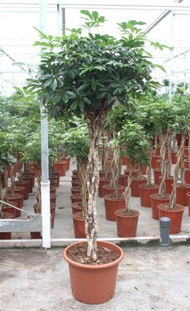 Schefflera Compacta Twisted Stem