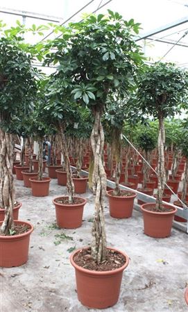 Schefflera Compacta Twisted Stem