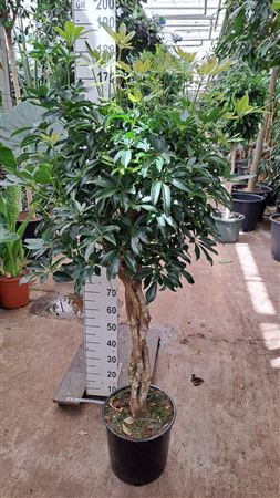 Schefflera Compacta Twisted Stem
