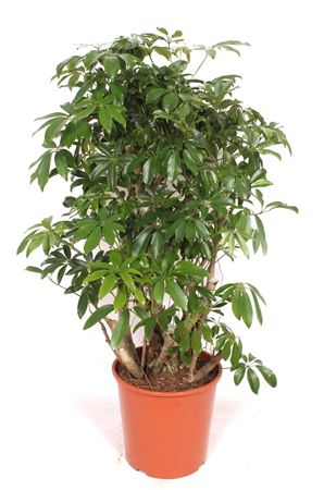 Schefflera Compacta Bush