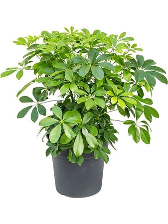 Schefflera Compacta Bush