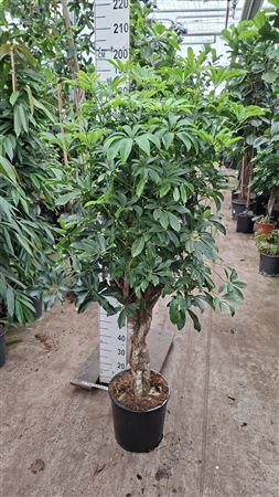 Schefflera Compacta Braided