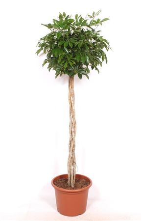 Schefflera Compacta Twisted Stem