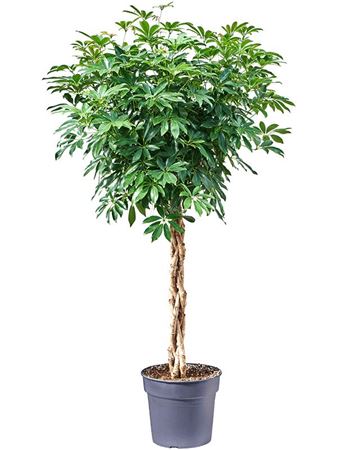 Schefflera Compacta Twisted