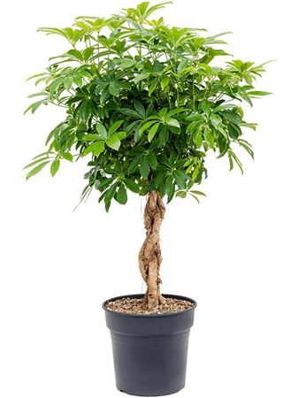 Schefflera Compacta Twisted Stem