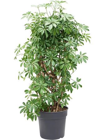 Schefflera Compacta Branched
