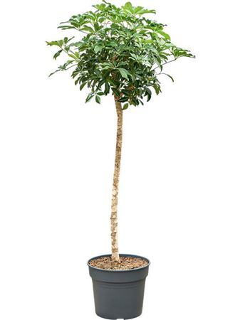 Schefflera Compacta On Stem