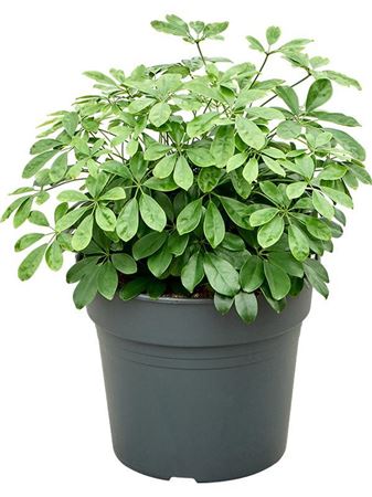 Schefflera Compacta Bush