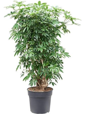 Schefflera Compacta Branched