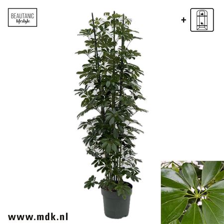 Schefflera Compacta 3pp