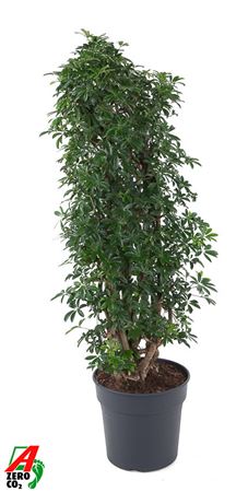 Schefflera Compacta