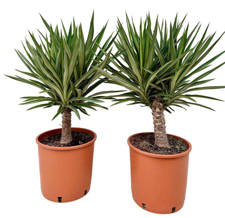 Yucca Elephantipes Elmilia