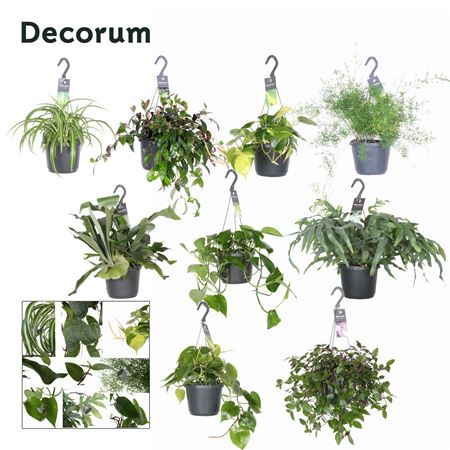 Hangmix (decorum)