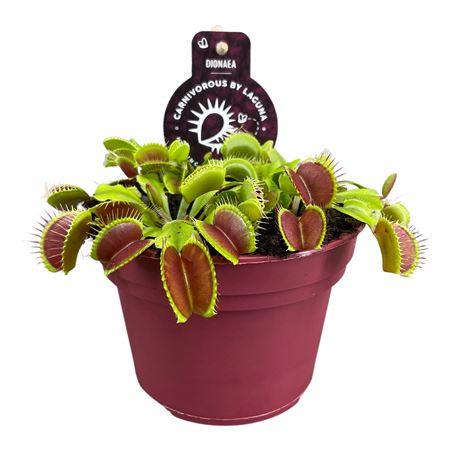 Dionaea Muscipula Jumbo