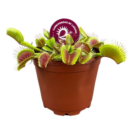 Dionaea Muscipula