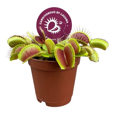Dionaea Muscipula