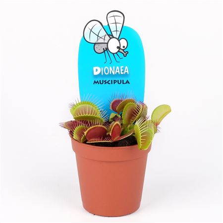 Dionaea Muscipula