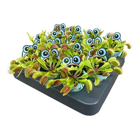 Dionaea Muscipula In Flybye Potcover