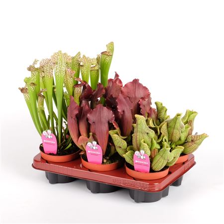 Sarracenia Mix
