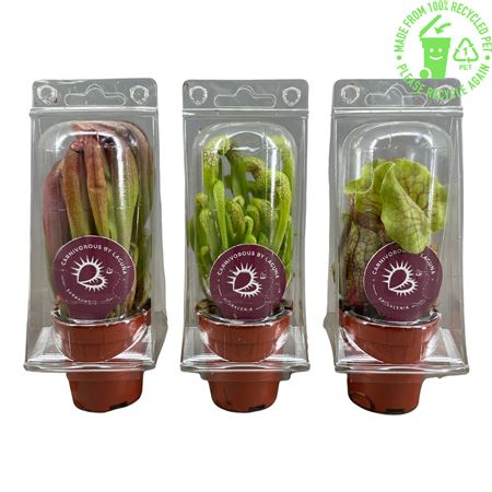 Sarracenia Mini Mix In Blister