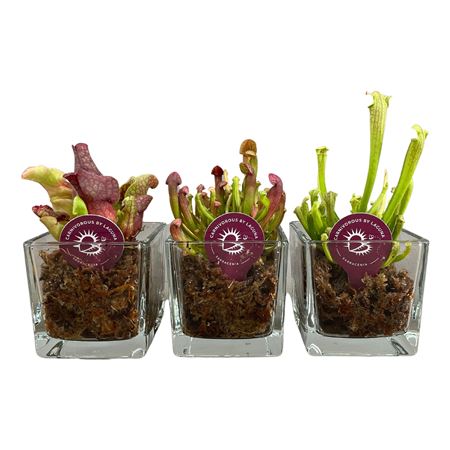 Sarracenia Mix In Mini Accubox