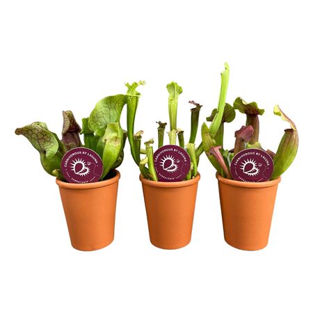 Sarracenia Mix In Terracotta Pot