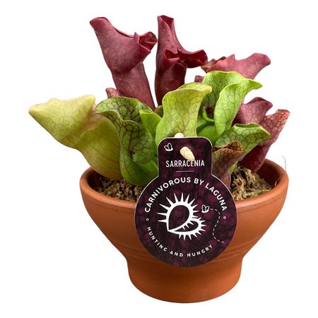 Sarracenia Mix In Terracotta Bowl 2pp