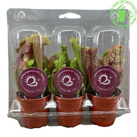 Sarracenia Mix 3x Transparante Bli