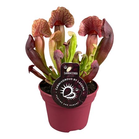 Sarracenia Catasbeye