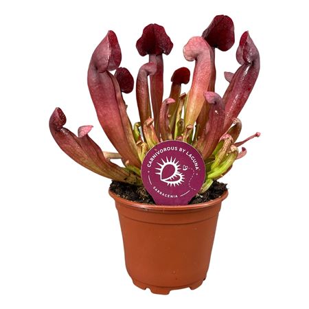 Sarracenia Catesbaei