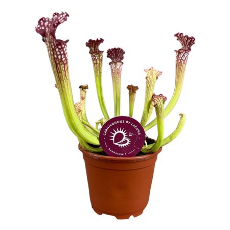 Sarracenia Maroon