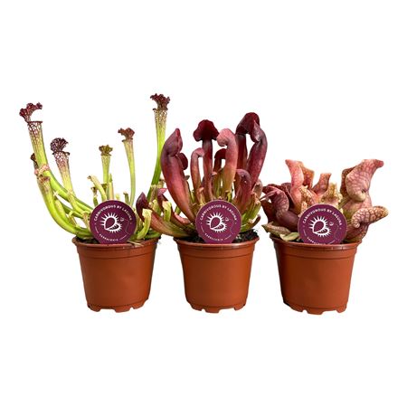 Sarracenia Mix Maroon