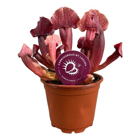 Sarracenia Maroon
