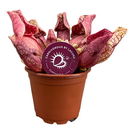Sarracenia Venosa