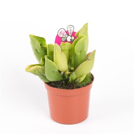 Sarracenia Purpurea Venosa