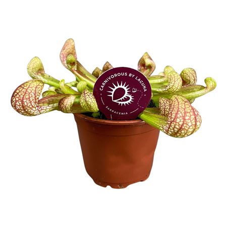 Sarracenia Psittachina