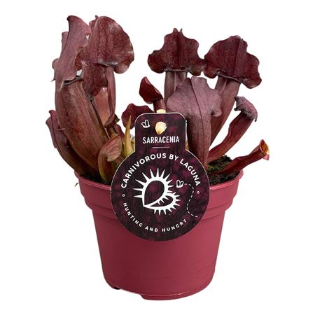 Sarracenia Maroon