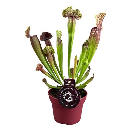 Sarracenia Judith Hindle