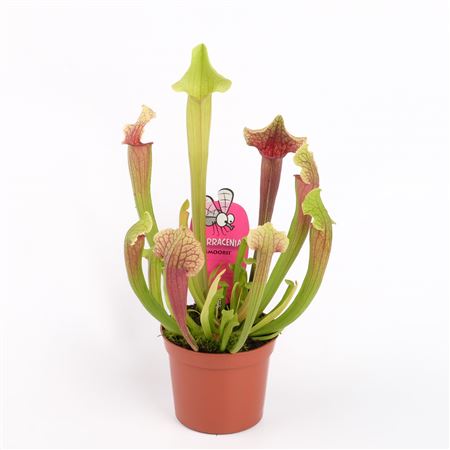Sarracenia Smoorii