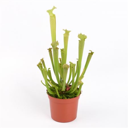 Sarracenia Farnhamii