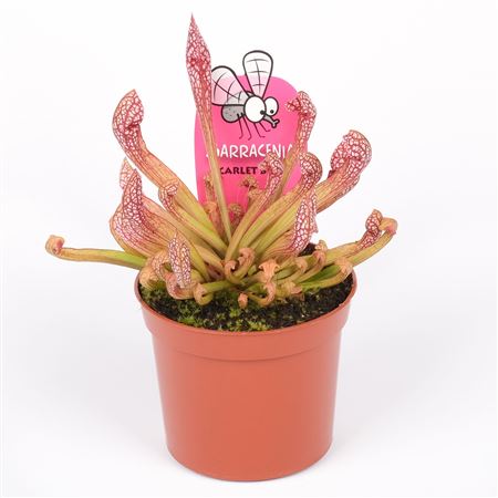 Sarracenia Scarlet Belle
