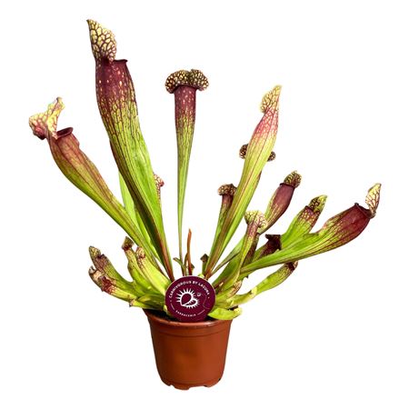 Sarracenia Judith